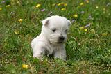 WESTIE 492